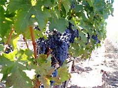 Vineyard - Grapes