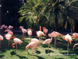 San Diego Zoo