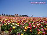 Carlsbad Flower Fields