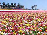 Carlsbad Flower Field